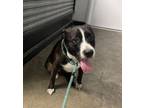 Adopt Salsa a Mixed Breed