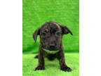 Adopt Fiona a Mountain Cur, Mixed Breed