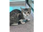 Adopt Alicent a Domestic Short Hair
