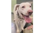Adopt Callie a Retriever, Mixed Breed