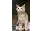Adopt Sharpay Evans a Domestic Short Hair