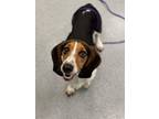 Adopt Mrs. Doubtfire a Basset Hound, Mixed Breed