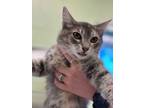 Adopt Cherry a Domestic Medium Hair, Domestic Short Hair