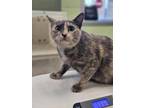 Adopt Mary Poppins a Domestic Short Hair