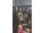 Adopt callie a Domestic Short Hair