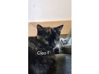 Adopt Cleo a Domestic Short Hair