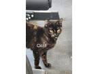 Adopt Cici a Domestic Short Hair