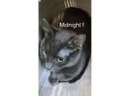 Adopt Midnight a Domestic Short Hair
