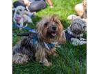 Adopt Desk a Yorkshire Terrier