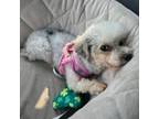 Adopt Summer a Poodle