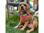 Adopt Folder a Cocker Spaniel