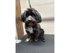 Adopt Aurora in LA a Lhasa Apso
