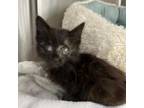 Adopt Pickles a Domestic Medium Hair