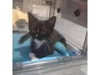 Adopt Princess a Domestic Long Hair