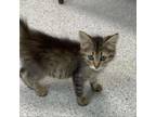 Adopt Petunia a Domestic Medium Hair