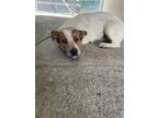 Adopt Grace a Mixed Breed