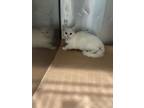 Adopt Basil a Domestic Medium Hair