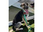 Adopt Chiquita a German Shepherd Dog, Mixed Breed
