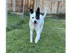Adopt Alice a Border Collie