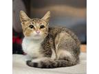 Adopt Zoomie a Domestic Short Hair