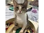 Adopt Biscuit a Domestic Short Hair