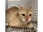 Adopt Bianca a Domestic Short Hair