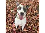 Adopt Pearl a Bull Terrier