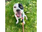 Adopt Dairy Queen a Boxer, Pit Bull Terrier