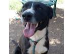 Adopt Mona- silky smooth girl, loves dogs and treats! a Black Labrador Retriever