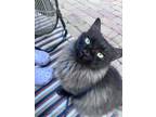 Adopt Jeanie a Domestic Long Hair