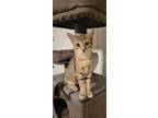 Adopt Pebbles a Tabby