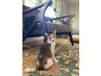 Adopt Harley Quinn a Calico