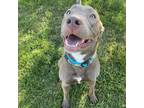 Adopt Magnolia a Mixed Breed
