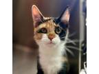Adopt Arcas a Domestic Short Hair