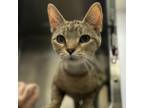 Adopt Cracker Barrel Pancakes a Domestic Short Hair
