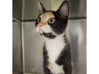 Adopt Deb a Domestic Short Hair