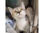 Adopt Flo a Domestic Short Hair