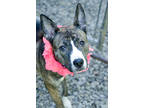 Adopt Nutella a Mixed Breed