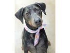 Adopt Rosalie a Mixed Breed