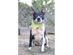 Adopt Angel - Adoptable a Affenpinscher, Mixed Breed