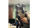 Adopt Emilynn - Adoptable a Affenpinscher, Mixed Breed