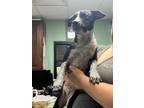 Adopt Marissa - Adoptable a Affenpinscher, Mixed Breed