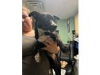 Adopt Malinda - Adoptable a Affenpinscher, Mixed Breed