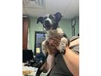 Adopt Elizabeth - Adoptable a Affenpinscher, Mixed Breed