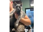 Adopt Amy - Adoptable a Domestic Short Hair