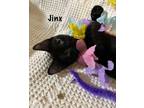 Adopt Jinx a Domestic Short Hair