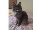 Adopt Petunia a Domestic Long Hair