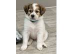 Adopt Walnut a Australian Shepherd