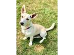 Adopt Cora a Cardigan Welsh Corgi, Mixed Breed