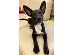 Adopt Kira a Mixed Breed
